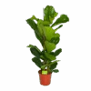 Ficus Lyrata - Tabaksplant - Toef - P24 H120 - Kamerplant 2 Ficus Lyrata - Tabaksplant - Toef - P24 H120 - Kamerplant -Pokon Winkel ficus lyrata tabaksplant toef p24 h120 1
