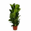 Ficus Lyrata - Tabaksplant - Toef - P35 H150 - Kamerplant -Pokon Winkel ficus lyrata tabaksplant toef p35 h150 1