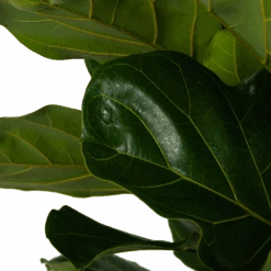 Ficus Lyrata - Tabaksplant - Toef - P35 H150 - Kamerplant 7 Ficus Lyrata - Tabaksplant - Toef - P35 H150 - Kamerplant -Pokon Winkel ficus lyrata tabaksplant toef p35 h150 5