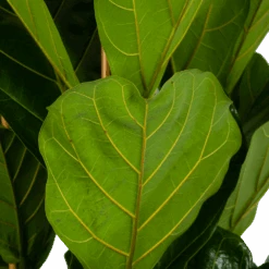 Ficus Lyrata - Tabaksplant - Toef - P35 H150 - Kamerplant 8 Ficus Lyrata - Tabaksplant - Toef - P35 H150 - Kamerplant -Pokon Winkel ficus lyrata tabaksplant toef p35 h150 6