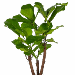 Ficus Lyrata Vertakt - Tabaksplant - P27 H140 - Kamerplant -Pokon Winkel ficus lyrata vertakt tabaksplant p27 h140 kamerplant 3