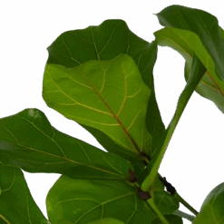 Ficus Lyrata Vertakt - Tabaksplant - P27 H140 - Kamerplant -Pokon Winkel ficus lyrata vertakt tabaksplant p27 h140 kamerplant 4