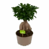 Ficus Microcarpa Ginseng - Bonsai - P20 H45 - Kamerplant