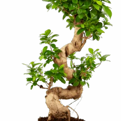 Ficus Microcarpa Ginseng - Bonsai - P21 H65 - Kamerplant -Pokon Winkel ficus microcarpa ginseng bonsai p21 h65 5
