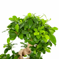 Ficus Microcarpa Ginseng - Bonsai - P21 H65 - Kamerplant -Pokon Winkel ficus microcarpa ginseng bonsai p21 h65 6