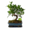 Ficus Retusa Taiwan - Bonsai - P29 H50 - Kamerplant -Pokon Winkel ficus retusa taiwan bonsai p29 h50 1