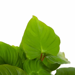 Homalomena Rubescens 'Maggy' - P19 H60 - Kamerplant -Pokon Winkel homalomena rubescens maggy p19 h60 5 2