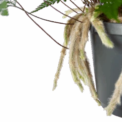 Humata Tyermannii - In Hangpot - P17 H30 - Kamerplant 8 Humata Tyermannii - In Hangpot - P17 H30 - Kamerplant -Pokon Winkel humata tyermannii in hangpot p17 h30 6