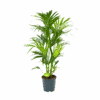 Kentiapalm - Howea Forsteriana - P24 H130 - Kamerplant -Pokon Winkel kentiapalm howea forsteriana p24 h130 1