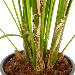 Kentiapalm - Howea Forsteriana - P24 H200 - Kamerplant -Pokon Winkel kentiapalm howea forsteriana p24 h200 5