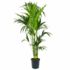 Kentiapalm - Howea Forsteriana - P24 H170 - Kamerplant