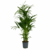 Kentiapalm - Howea Forsteriana - P27 H170 - Kamerplant -Pokon Winkel kentiapalm howea forsteriana p27 h170 1