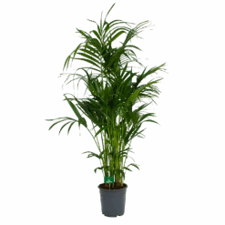 Kentiapalm - Howea Forsteriana - P27 H170 - Kamerplant -Pokon Winkel kentiapalm howea forsteriana p27 h170 4