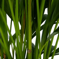 Kentiapalm - Howea Forsteriana - P27 H170 - Kamerplant -Pokon Winkel kentiapalm howea forsteriana p27 h170 5