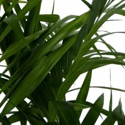 Kentiapalm - Howea Forsteriana - P27 H170 - Kamerplant -Pokon Winkel kentiapalm howea forsteriana p27 h170 6