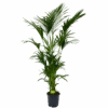 Kentiapalm - Howea Forsteriana - P27 H200 - Kamerplant -Pokon Winkel kentiapalm howea forsteriana p27cm h200cm 4