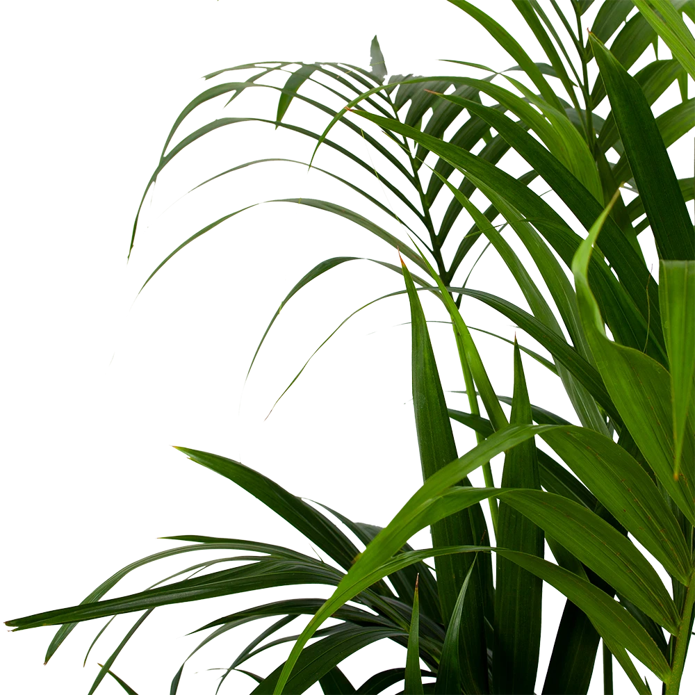 Kentiapalm - Howea Forsteriana - P32 H200 - Kamerplant 4 Kentiapalm - Howea Forsteriana - P32 H200 - Kamerplant - Afbeelding 2