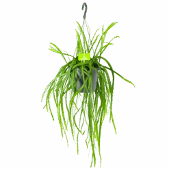 Lepismium Bolivianum - In Hangpot - P17 H40 - Kamerplant