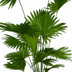 Livistona Rotundifolia - Chinese Schermpalm - P24 H100 - Kamerplant -Pokon Winkel livistona rotundifolia chinese schermpalm p24 h100 kamerplant 2