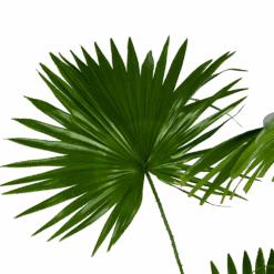 Livistona Rotundifolia - Chinese Schermpalm - P24 H100 - Kamerplant -Pokon Winkel livistona rotundifolia chinese schermpalm p24 h100 kamerplant 3