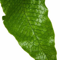 Microsorum Crocodyllus - Krokodillenvaren - P37 H85 - Kamerplant 6 Microsorum Crocodyllus - Krokodillenvaren - P37 H85 - Kamerplant -Pokon Winkel microsorum crocodyllus krokodillenvaren p37 h85 kamerplant 3