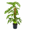 Monstera Adansonii Op Mosstok - Monkey Mask/Leaf- P16 H65 - Kamerplant -Pokon Winkel monstera adansonii monkey mask rimpelgatenplant p16 h65 4