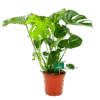 Monstera Deliciosa - Gatenplant - P21 H75 - Kamerplant -Pokon Winkel monstera deliciosa gatenplant p21 h75 4