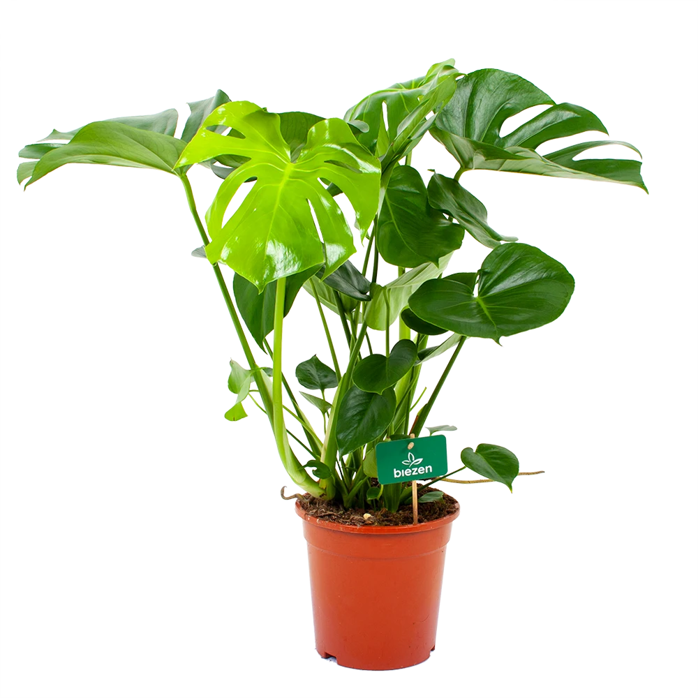 Monstera Deliciosa - Gatenplant - P21 H75 - Kamerplant 3 Monstera Deliciosa - Gatenplant - P21 H75 - Kamerplant
