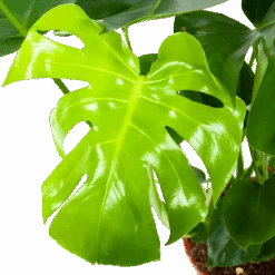 Monstera Deliciosa - Gatenplant - P21 H75 - Kamerplant 6 Monstera Deliciosa - Gatenplant - P21 H75 - Kamerplant -Pokon Winkel monstera deliciosa gatenplant p21 h75 5