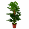 Monstera Deliciosa Op Mosstok - Gatenplant - P24 H120 - Kamerplant 2 Monstera Deliciosa Op Mosstok - Gatenplant - P24 H120 - Kamerplant -Pokon Winkel monstera deliciosa op mosstok gatenplant p24 h120 1 1