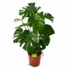 Monstera Deliciosa Op Mosstok - Gatenplant - P27 H120 - Kamerplant -Pokon Winkel monstera deliciosa op mosstok gatenplant p27 h120 1 3
