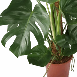 Monstera Deliciosa Op Mosstok - Gatenplant - P27 H120 - Kamerplant -Pokon Winkel monstera deliciosa op mosstok gatenplant p27 h120 5 3