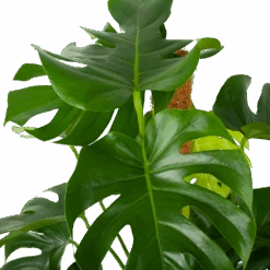 Monstera Deliciosa Op Mosstok - Gatenplant - P27 H120 - Kamerplant -Pokon Winkel monstera deliciosa op mosstok gatenplant p27 h120 6 3