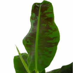 Musa Dwarf Cavendish - Bananenplant - P21 H90 - Kamerplant -Pokon Winkel musa dwarf cavendish bananenplant p21 h90 5