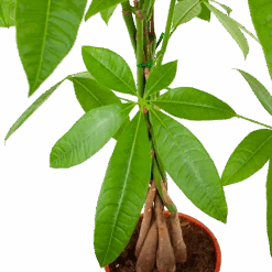 Pachira Aquatica - Geldboom - P19 H80 - Kamerplant 6 Pachira Aquatica - Geldboom - P19 H80 - Kamerplant -Pokon Winkel pachira aquatica geldboom p19 h80 5