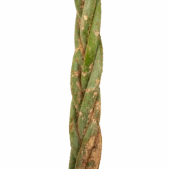 Pachira Aquatica - Geldboom - P35 H190 - Kamerplant 7 Pachira Aquatica - Geldboom - P35 H190 - Kamerplant -Pokon Winkel pachira aquatica geldboom p35 h190 5