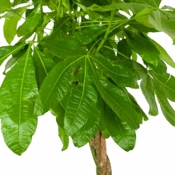 Pachira Aquatica - Geldboom - P35 H190 - Kamerplant 8 Pachira Aquatica - Geldboom - P35 H190 - Kamerplant -Pokon Winkel pachira aquatica geldboom p35 h190 6