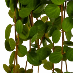 Peperomia Tetraphylla - In Hangpot - P15 H25 - Kamerplant -Pokon Winkel peperomia tetraphylla in hangpot p15 h25 6