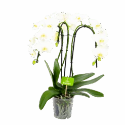 Phalaenopsis - Vlinderorchidee - 3 Taks - Waterfall - P12 H60 Wit - Kamerplant