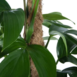 Philodendron Florida Beauty Op Mosstok - P24 H80 - Kamerplant -Pokon Winkel philodendron florida beauty op mosstok p24 h80 6 1