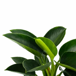 Philodendron Green Princess - P17 H50 - Kamerplant -Pokon Winkel philodendron green princess p17 h50 5 1