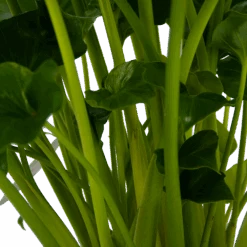 Philodendron Grizzly - P21 H55 - Kamerplant -Pokon Winkel philodendron grizzly p21 h55 5