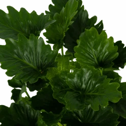 Philodendron Grizzly - P21 H55 - Kamerplant -Pokon Winkel philodendron grizzly p21 h55 6