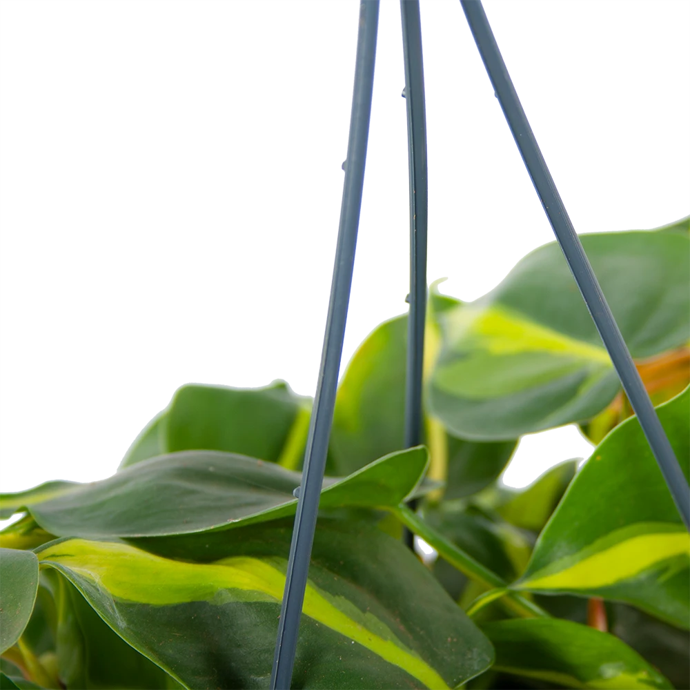 Philodendron Scandens Brasil - In Hangpot - P14 H35 - Kamerplant 4 Philodendron Scandens Brasil - In Hangpot - P14 H35 - Kamerplant - Afbeelding 2