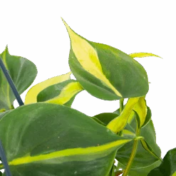 Philodendron Scandens Brasil - In Hangpot - P14 H35 - Kamerplant 8 Philodendron Scandens Brasil - In Hangpot - P14 H35 - Kamerplant -Pokon Winkel philodendron scandens brasil in hangpot p14 h35 6 1