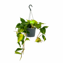 Philodendron Scandens Brasil - In Hangpot - P17 H35 - Kamerplant