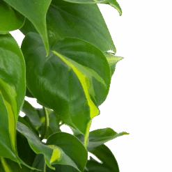 Philodendron Scandens Brasil Op Mosstok - P17 H75 - Kamerplant -Pokon Winkel philodendron scandens brasil op mosstok p17 h75 6 1