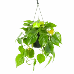 Philodendron Scandens - In Hangpot - P17 H35 - Kamerplant
