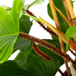 Philodendron Squamiferum Piramide - P19 H75 - Kamerplant -Pokon Winkel philodendron squamiferum piramide p19 h75 6 1