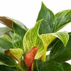 Philodendron White Wave - P13 H30 - Kamerplant -Pokon Winkel philodendron white wave p13 h30 5